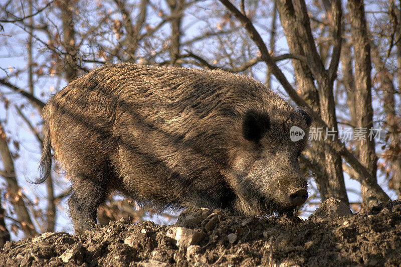 野猪(Sus scrofa)